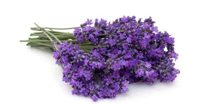 Lavendel Strauß Lavendel Strauß