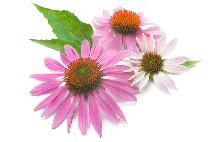 Blumen Blumen